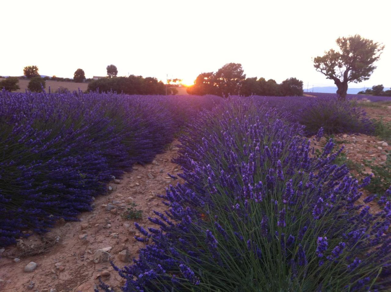 Le Petit Caboulot En Pleine Nature Vaumeilh Exterior photo